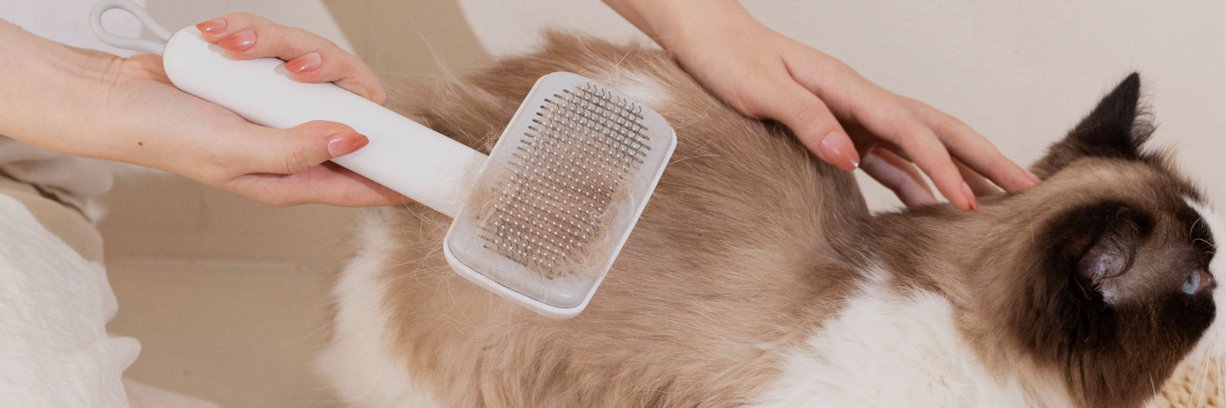 From the Founder’s Desk: How I Cut My Cats’ Shedding by 80% with the Muddi Ritual