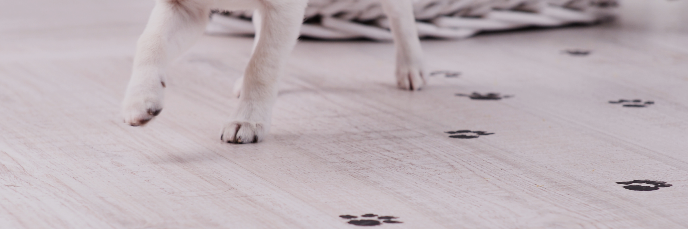 Dog paws walking across a floor leaving muddy paw prints, illustrating the need for quick refreshes between full washes.