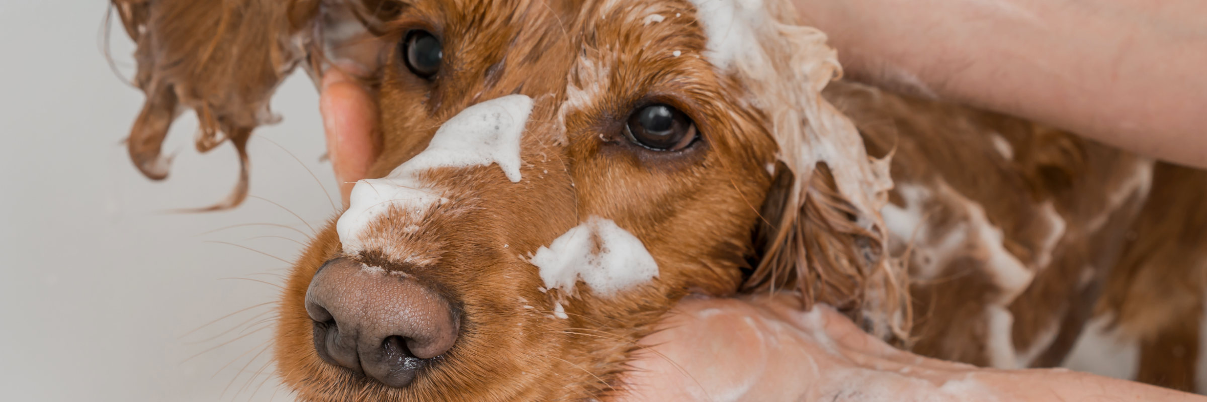 Dog being bathed with heavy shampoo lather on its face — an example of overbathing that can irritate pet skin.