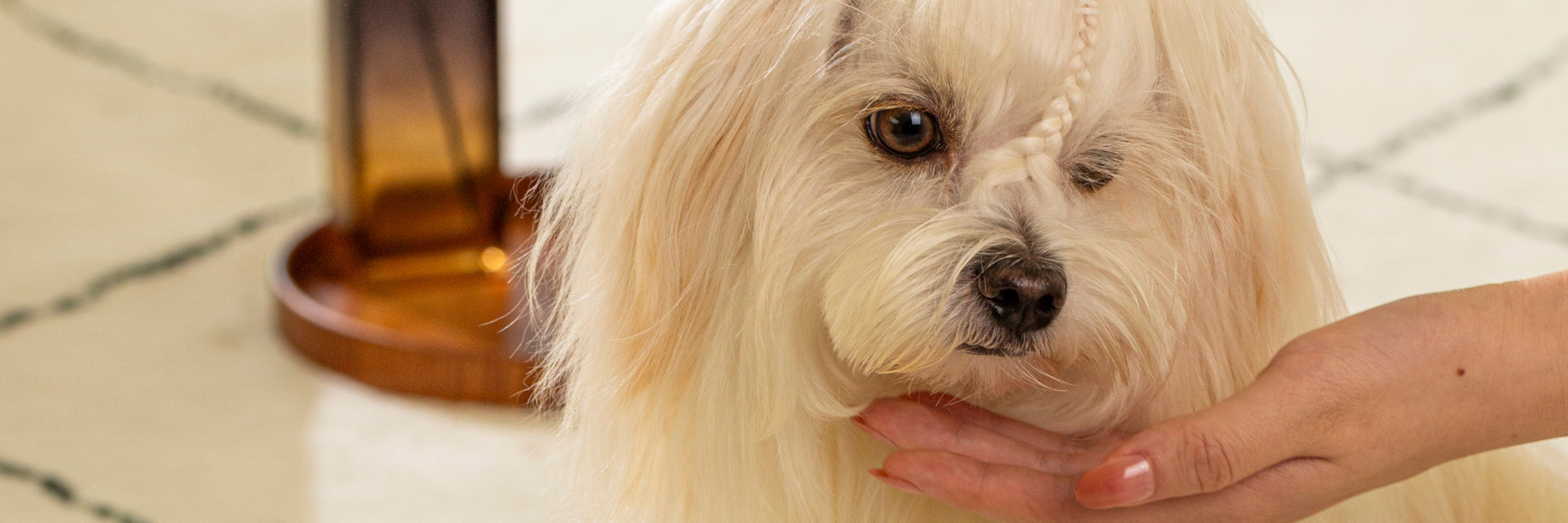 pet grooming without water gentle no rinse cleanser for cats and dogs sensitive skin