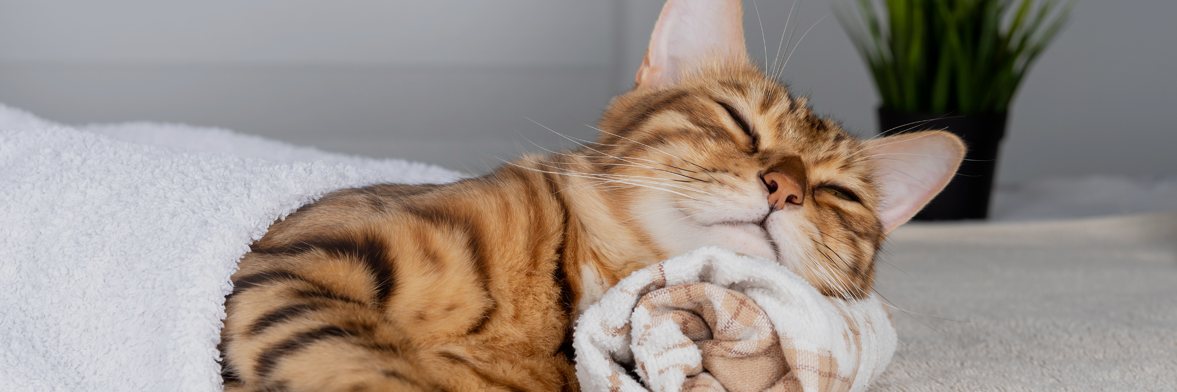 Cat cozily wrapped in a towel, resting peacefully to illustrate bonding moments through gentle pet care rituals.