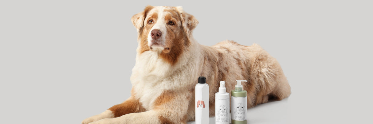 A golden Aussie dog beside refillable spray bottles