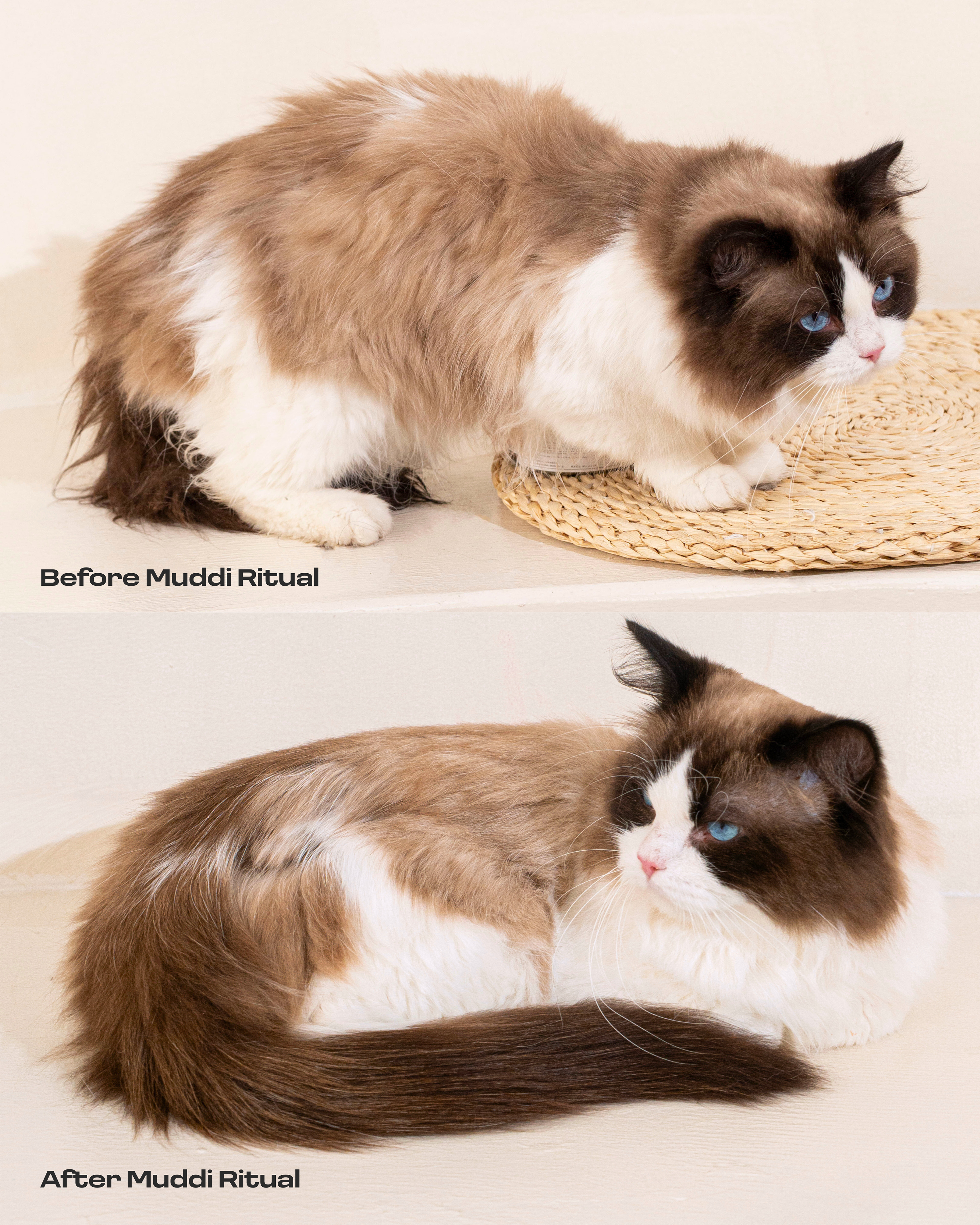 Cat Rinse-Free Towel Cleanse Serum