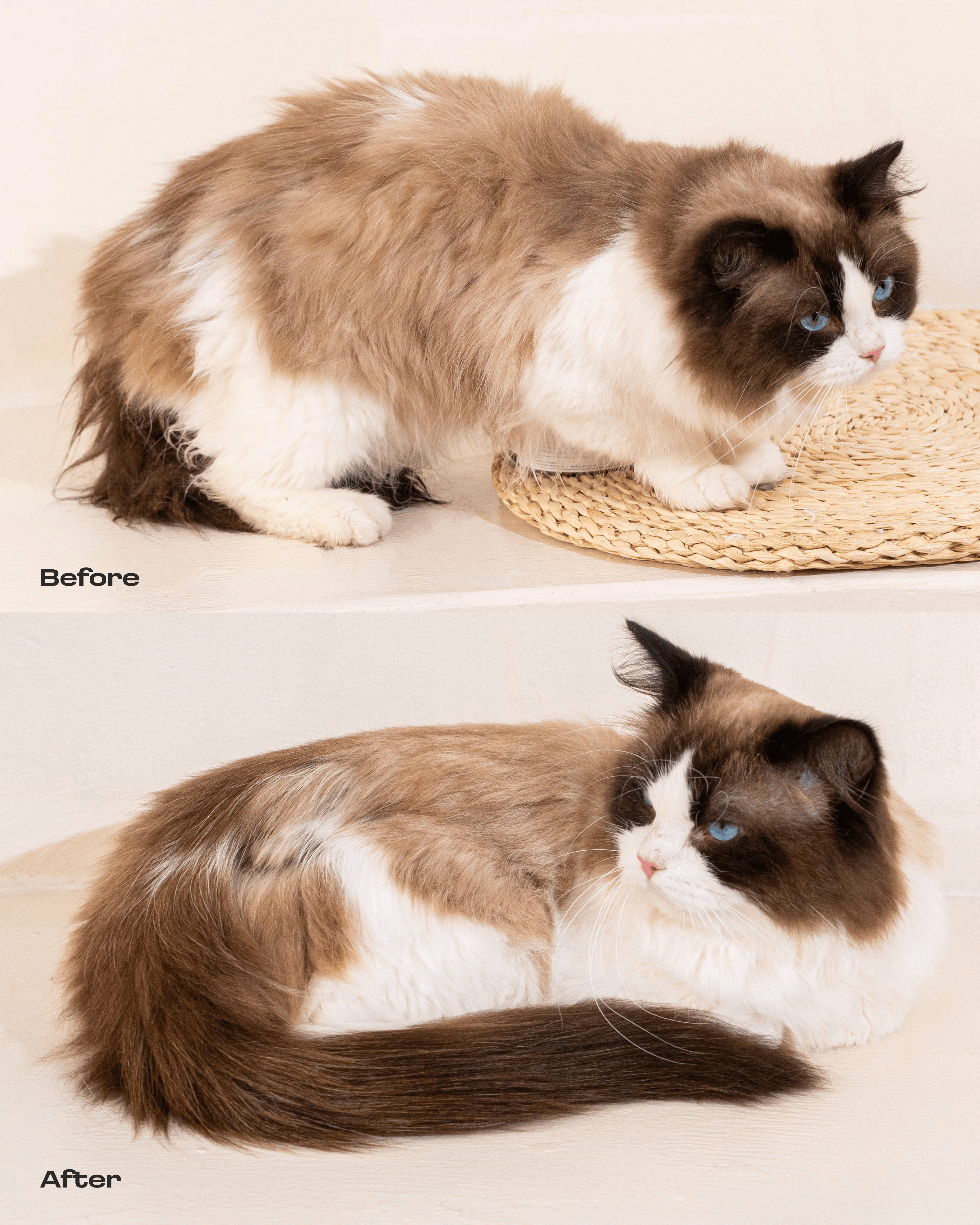 Cat Concentrated Rinse-Free Towel Cleanse Serum