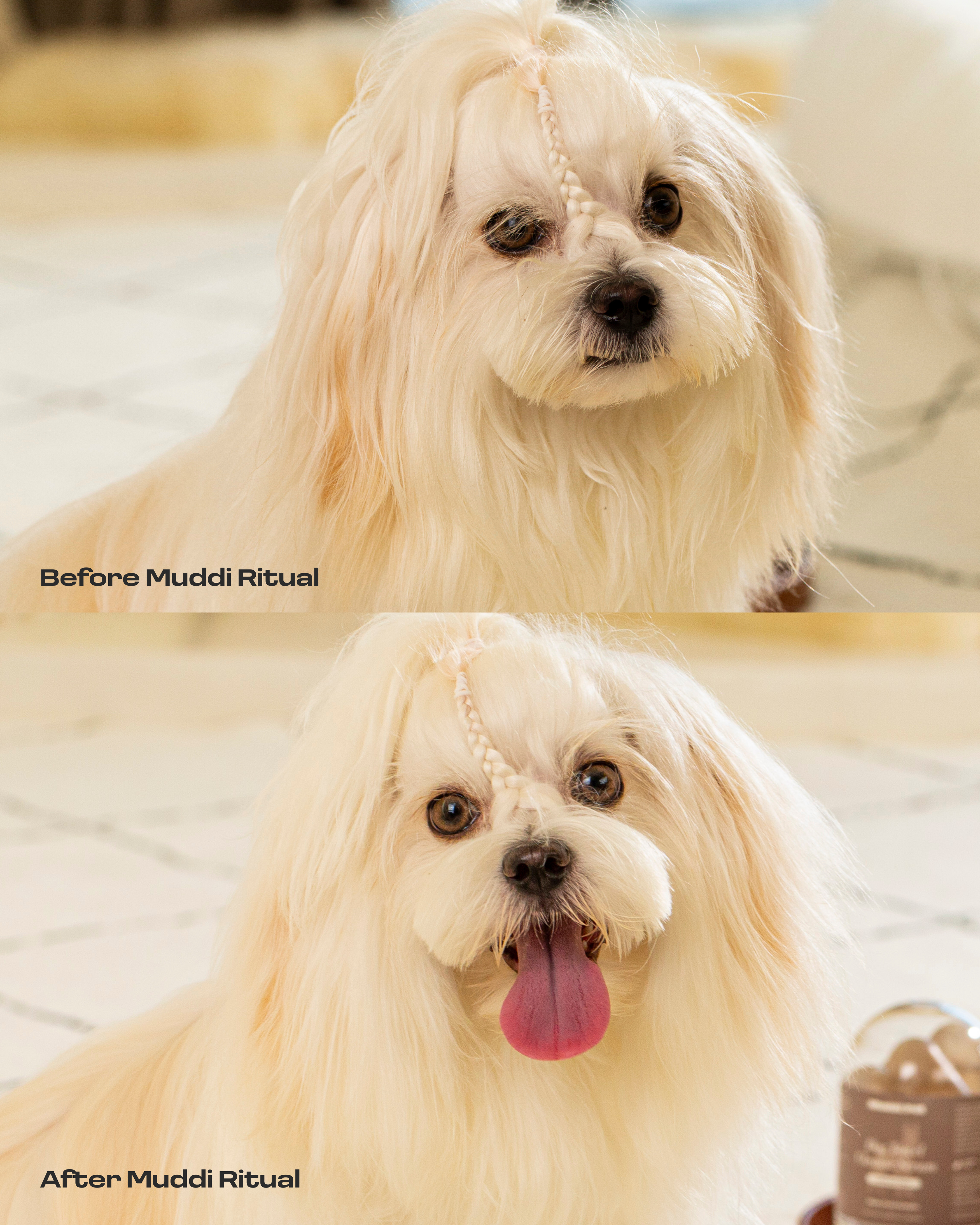 Dog Rinse-Free Towel Cleanse Serum