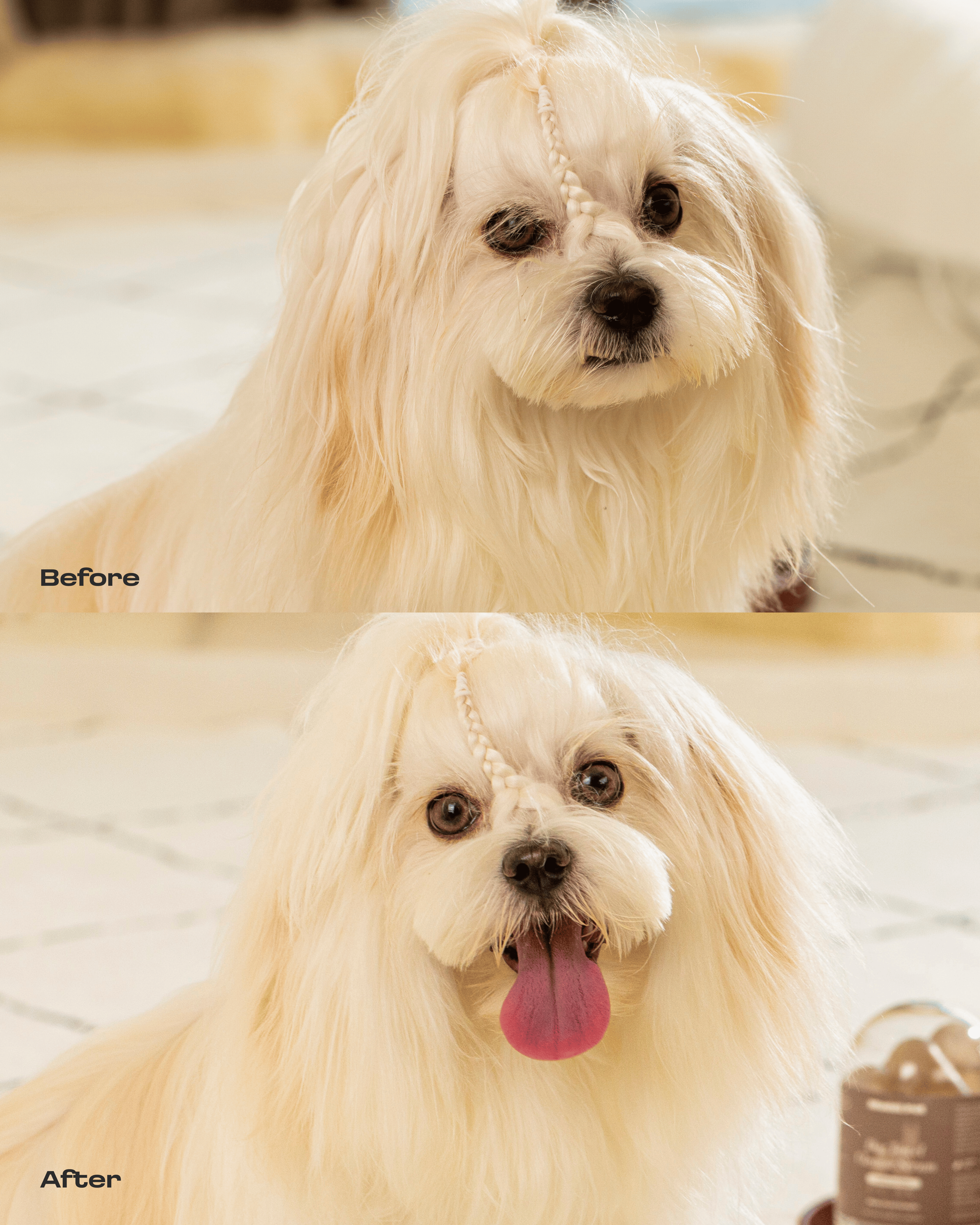 Dog Concentrated Rinse-Free Towel Cleanse Serum