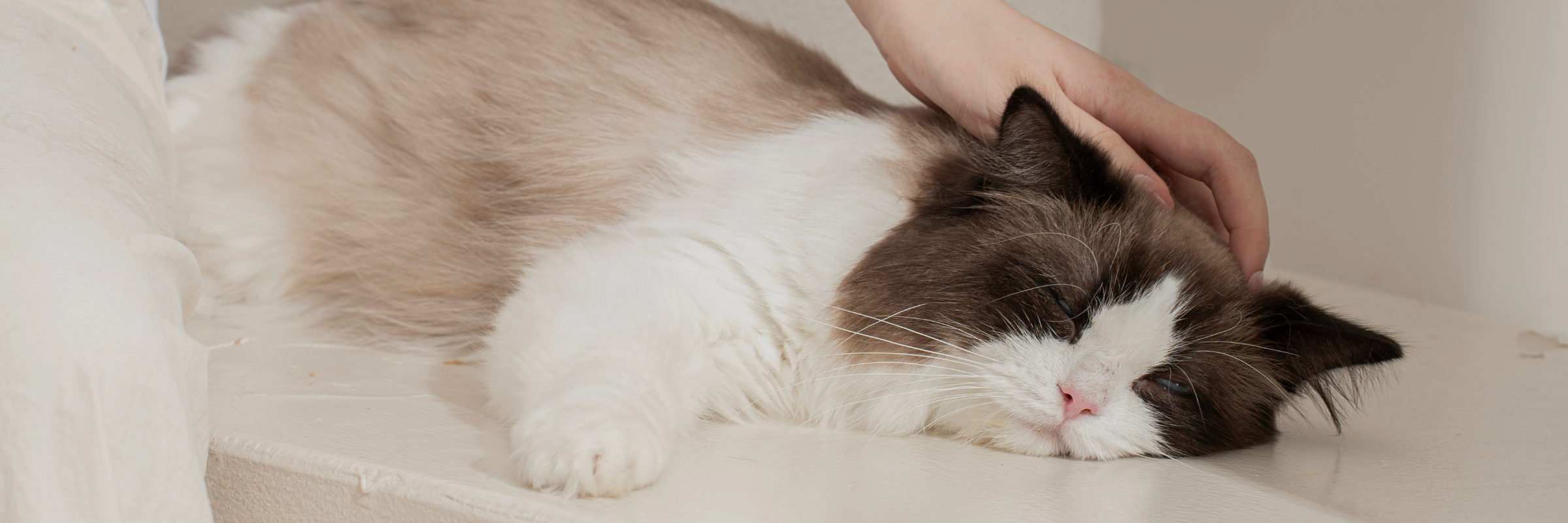 Ragdoll cat relaxing peacefully while being gently petted, symbolizing calm bonding and mindful grooming moments.