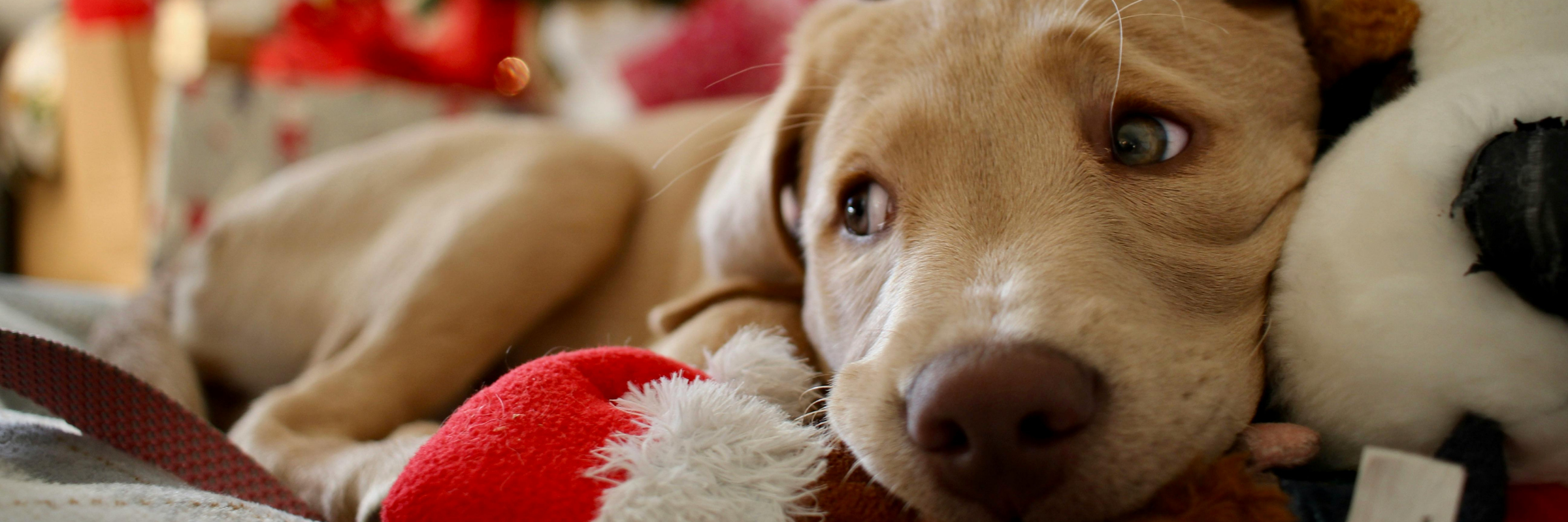✈️ Holiday Pet Travel: How to Keep Your Pet Clean, Calm, and Comfortable Anywhere