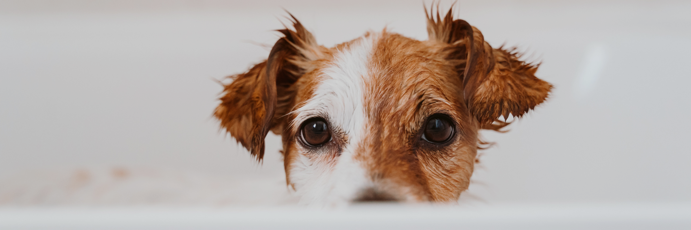 How Often Should You Clean Your Dog? A Vet-Inspired Guide for Real Life