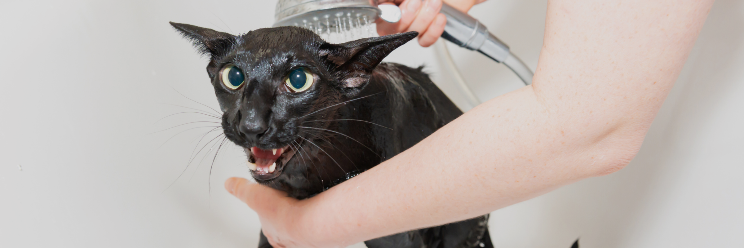 Why Your Cat Hates Baths And What to Do Instead