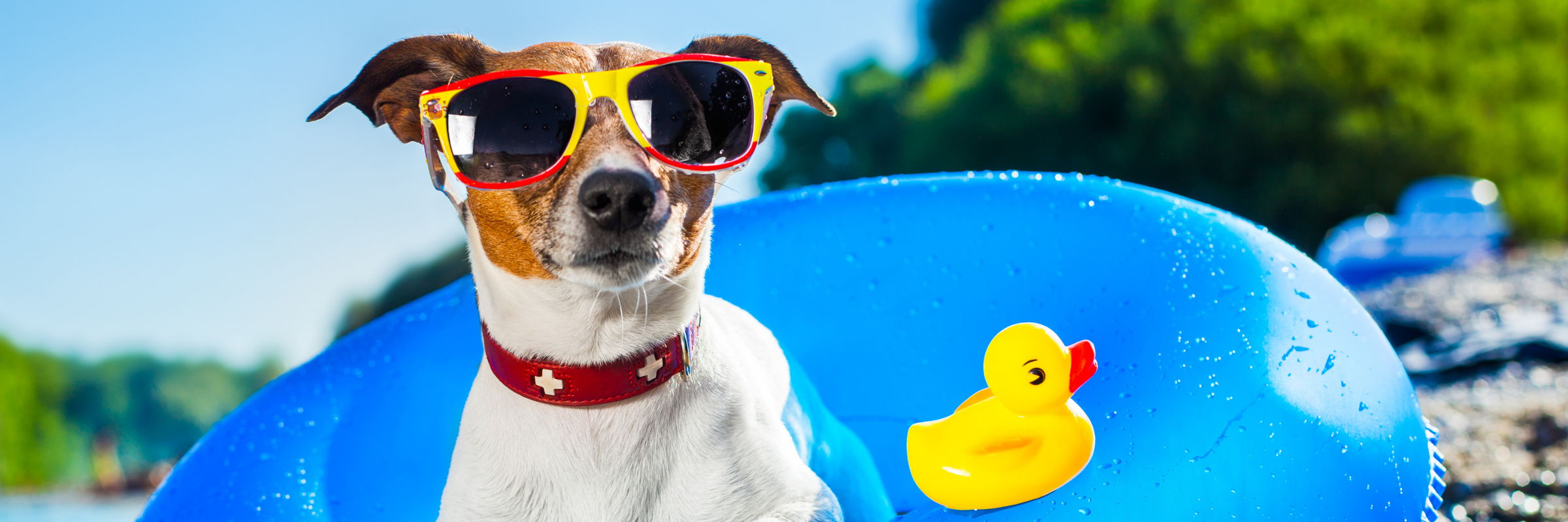 Small dog wearing sunglasses sitting in a blue floatie with a yellow rubber duck, representing fun summer pet care and ways to keep pets clean without a bath.