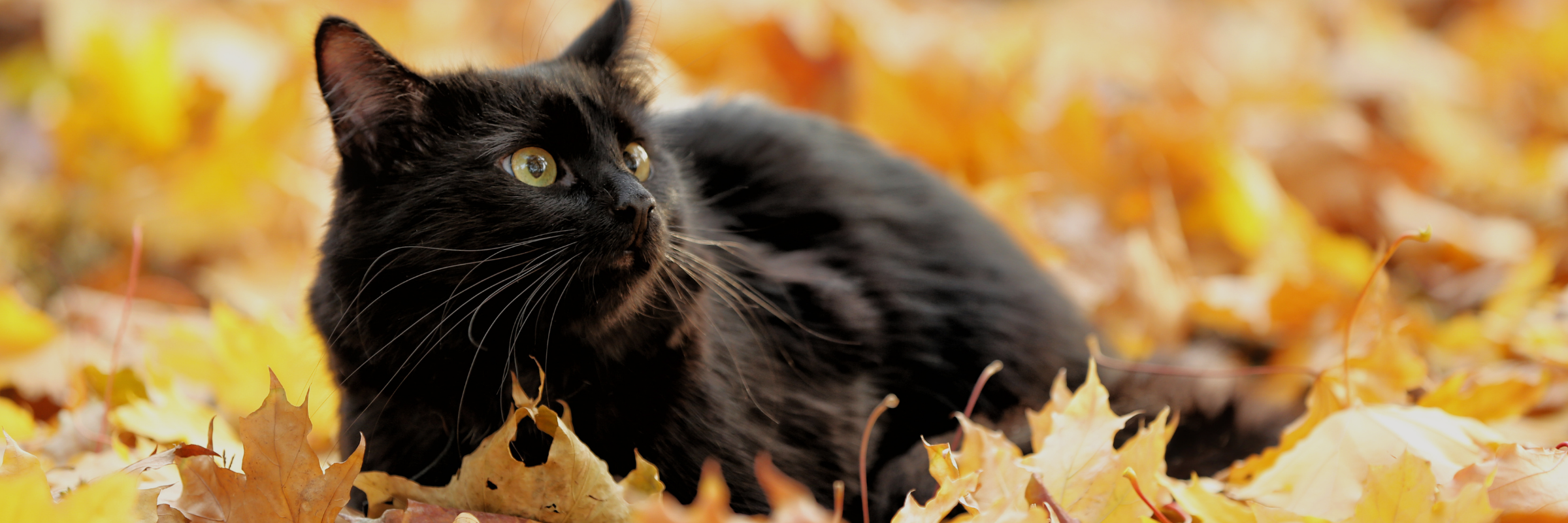 Black cat lying on autumn leaves, representing fall pet care tips for managing shedding and dry skin.