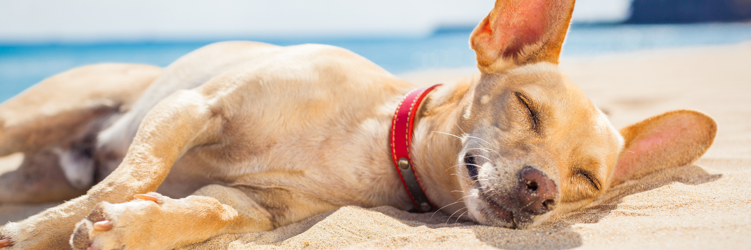 Small dog with red collar resting on the sand at the beach, enjoying a calm summer day.